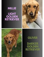 AKC Mario, a male Golden Retriever for sale in Neosho, MO – 4 of 6