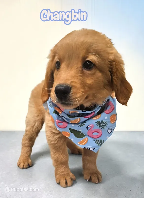 AKC Changbin – Golden Retriever puppy for sale in Neosho, MO