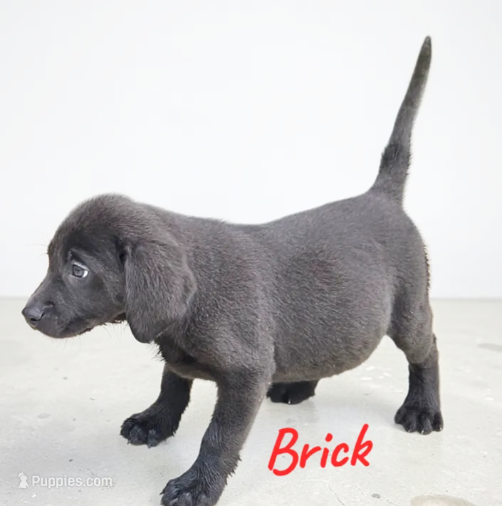 AKC Brick – Labrador Retriever puppy for sale in Neosho, MO