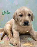 AKC Duke, a male Labrador Retriever for sale in Neosho, MO – Photo 3 of 3