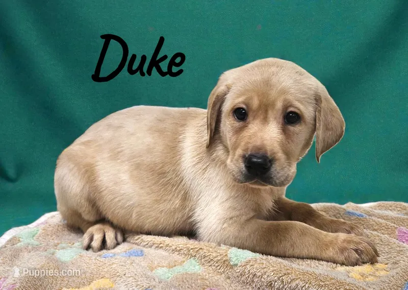 AKC Duke