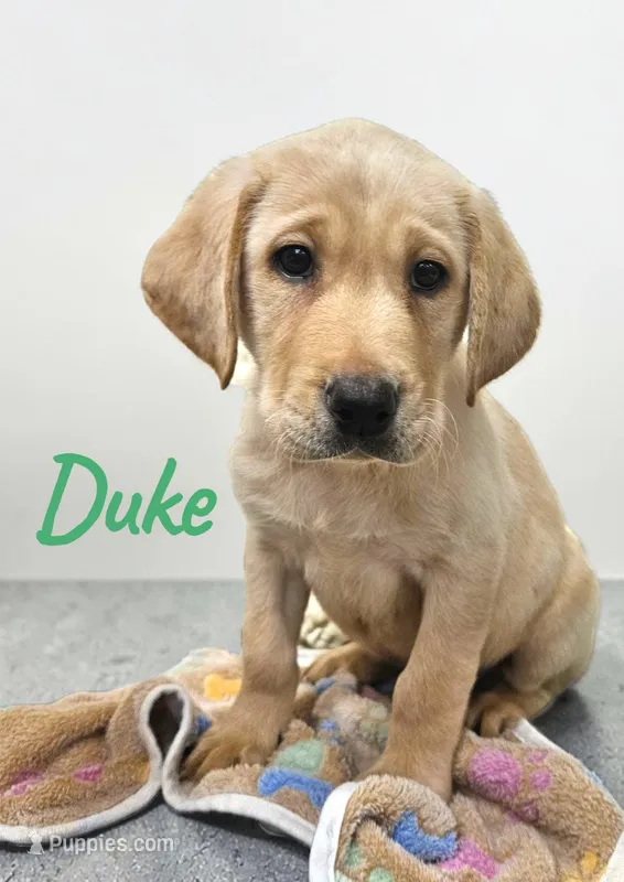AKC Duke