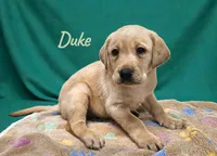 AKC Duke, a male Labrador Retriever for sale in Neosho, MO – Photo 2 of 3