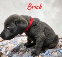 AKC Brick, a male Labrador Retriever for sale in Neosho, MO – 6 of 7