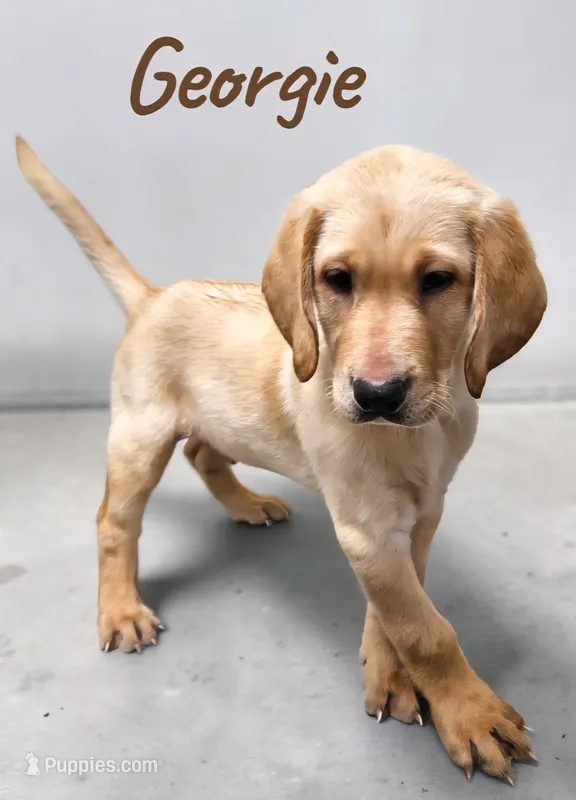 AKC Georgie – Labrador Retriever puppy for sale in Neosho, MO