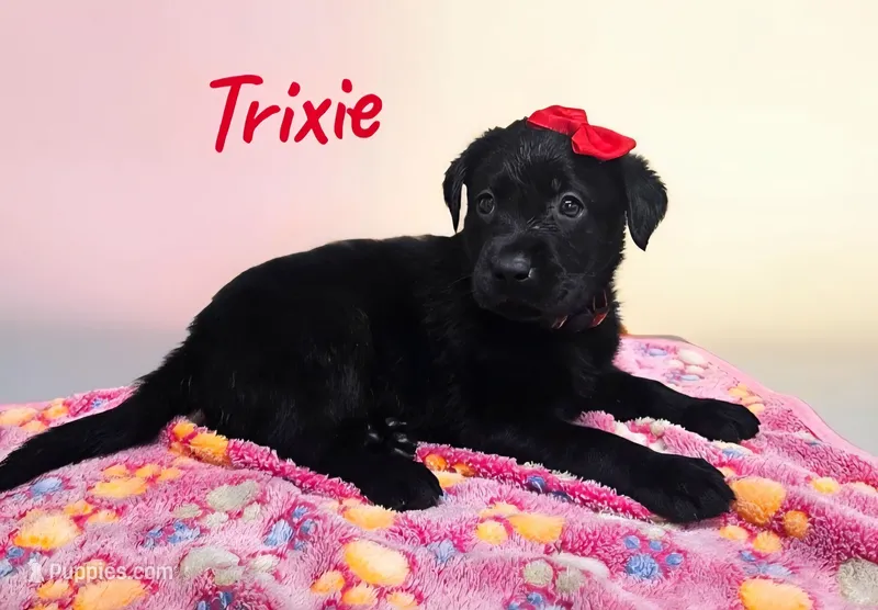 AKC Trixie – Labrador Retriever puppy for sale in Neosho, MO