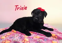 AKC Trixie, a female Labrador Retriever for sale in Neosho, MO – 1 of 3