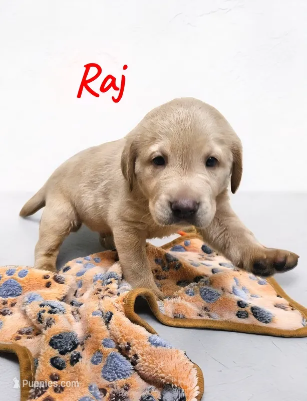 AKC Raj – Labrador Retriever puppy for sale in Neosho, MO