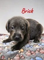 AKC Brick, a male Labrador Retriever for sale in Neosho, MO – 5 of 7