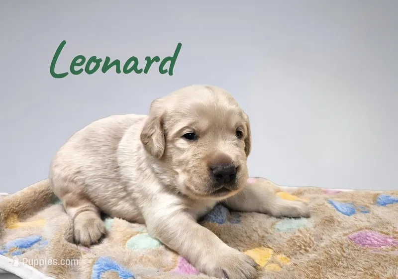 AKC Leonard – Labrador Retriever puppy for sale in Neosho, MO