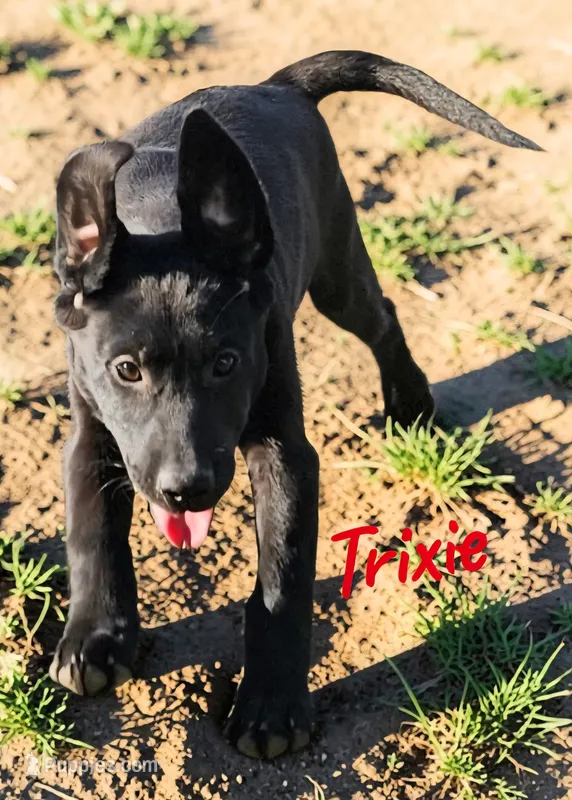 AKC Trixie – Labrador Retriever puppy for sale in Neosho, MO