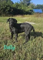 AKC Dolly, a female Labrador Retriever for sale in Neosho, MO – 1 of 10