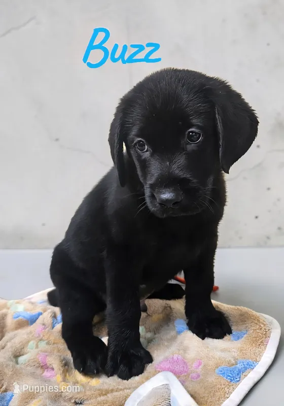 AKC Buzz – Labrador Retriever puppy for sale in Neosho, MO