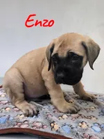 AKC Enzo, a male English Mastiff for sale in Neosho, MO – 2 of 5