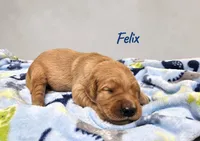 AKC Felix, a male Golden Retriever for sale in Neosho, MO – 4 of 5