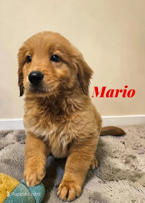 AKC Mario – Golden Retriever puppy for sale in Neosho, MO