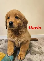 AKC Mario, a male Golden Retriever for sale in Neosho, MO – 1 of 6