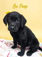 AKC Bo Peep, a female Labrador Retriever for sale in Neosho, MO – 2 of 3