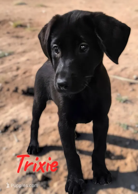AKC Trixie – Labrador Retriever puppy for sale in Neosho, MO