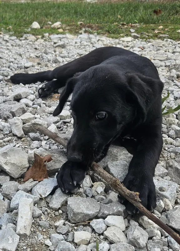 AKC Trixie – Labrador Retriever puppy for sale in Neosho, MO