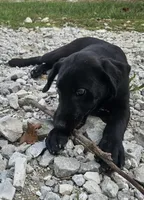 AKC Trixie, a female Labrador Retriever for sale in Neosho, MO – 3 of 10