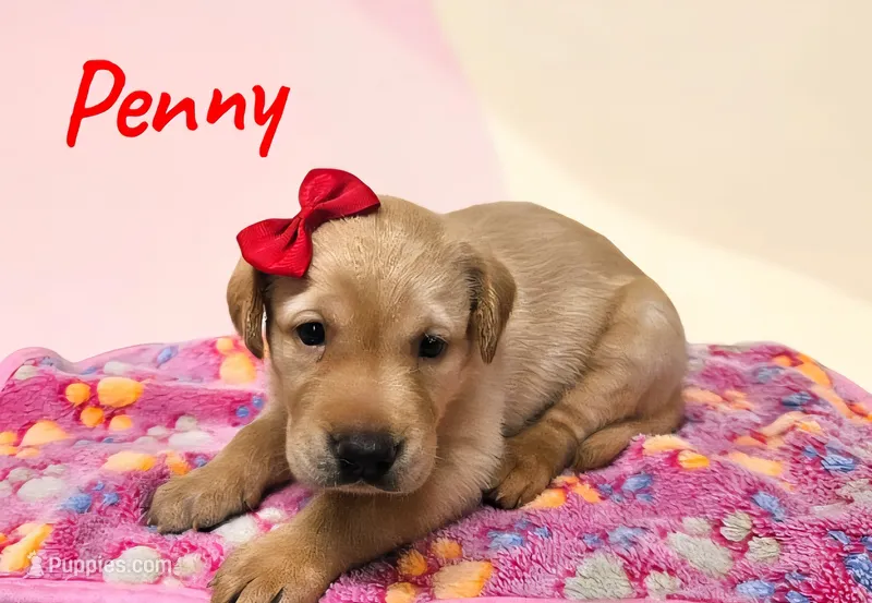 AKC Penny – Labrador Retriever puppy for sale in Neosho, MO