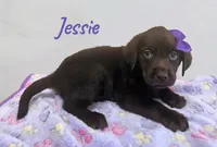AKC Jessie, a female Labrador Retriever for sale in Neosho, MO – 2 of 5