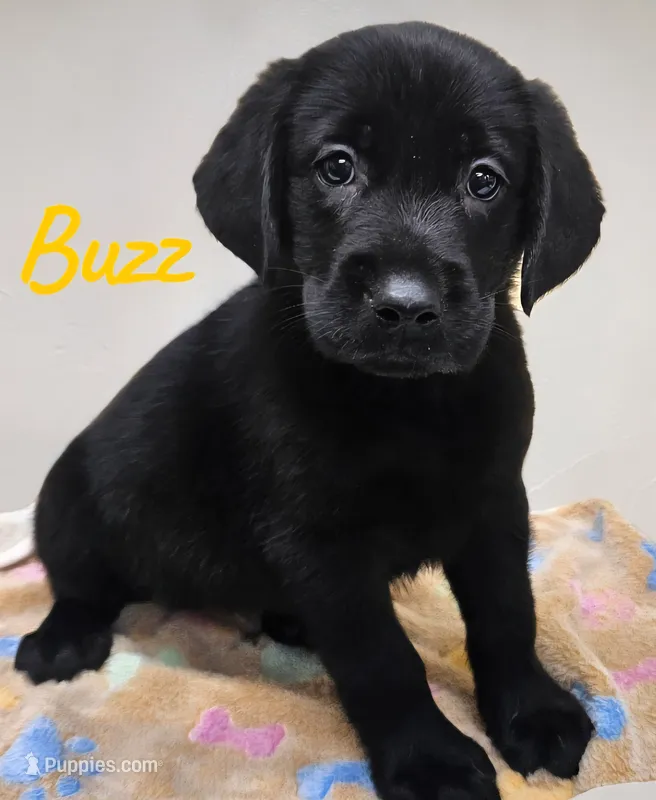 AKC Buzz – Labrador Retriever puppy for sale in Neosho, MO