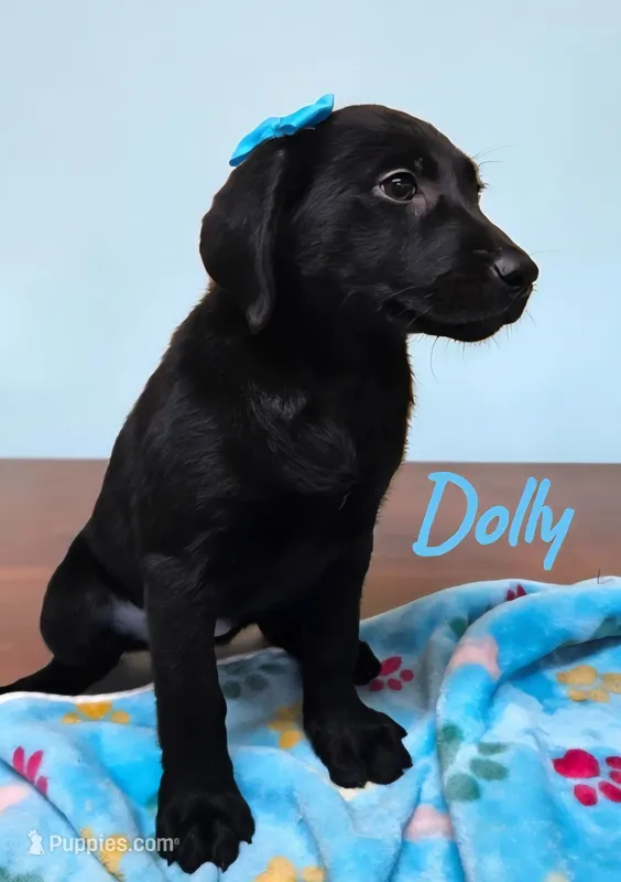 AKC Dolly – Labrador Retriever puppy for sale in Neosho, MO