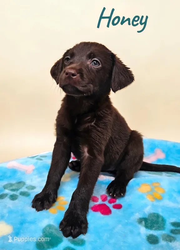 AKC Honey – Labrador Retriever puppy for sale in Neosho, MO