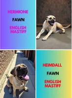 AKC Enzo, a male English Mastiff for sale in Neosho, MO – 5 of 5