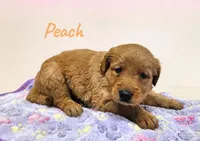 AKC Peach, a female Golden Retriever for sale in Neosho, MO – 6 of 9
