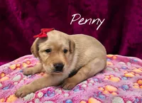 AKC Penny, a female Labrador Retriever for sale in Neosho, MO – 1 of 3