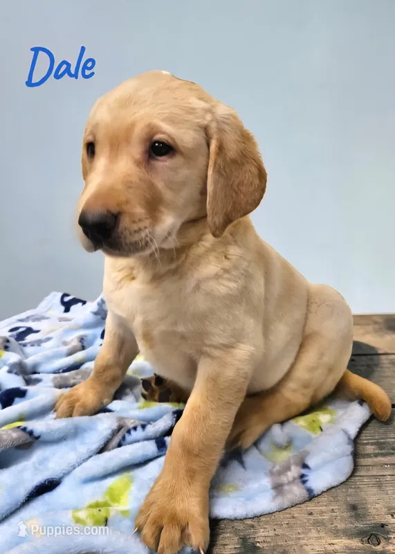 AKC Dale – Labrador Retriever puppy for sale in Neosho, MO