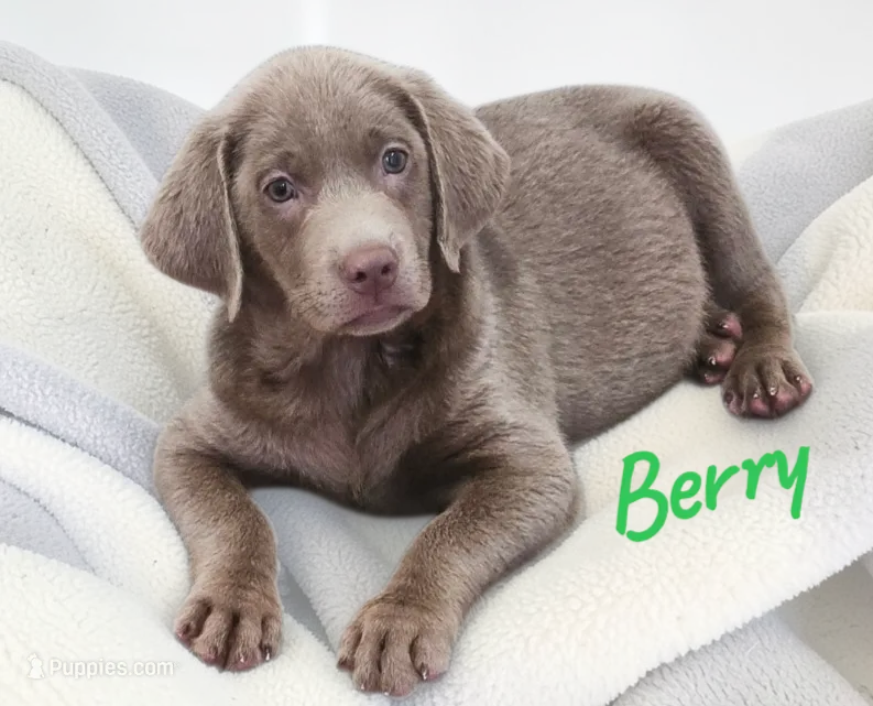 AKC Berry – Labrador Retriever puppy for sale in Neosho, MO