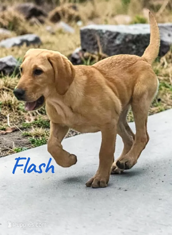 AKC Flash – Labrador Retriever puppy for sale in Neosho, MO
