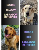 AKC Flash, a male Labrador Retriever for sale in Neosho, MO – Photo 4 of 5