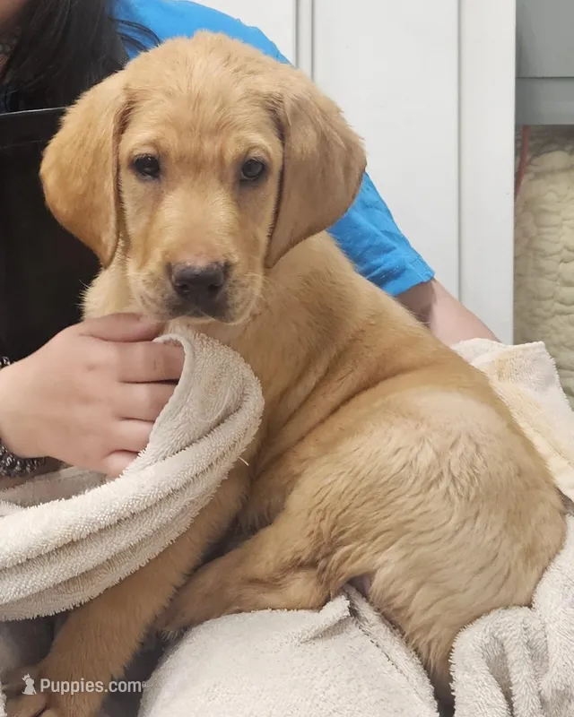 AKC Flash – Labrador Retriever puppy for sale in Neosho, MO