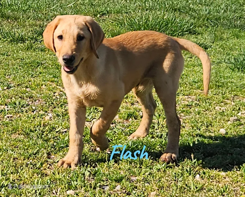 AKC Flash – Labrador Retriever puppy for sale in Neosho, MO
