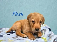 AKC Flash, a male Labrador Retriever for sale in Neosho, MO – Photo 2 of 5