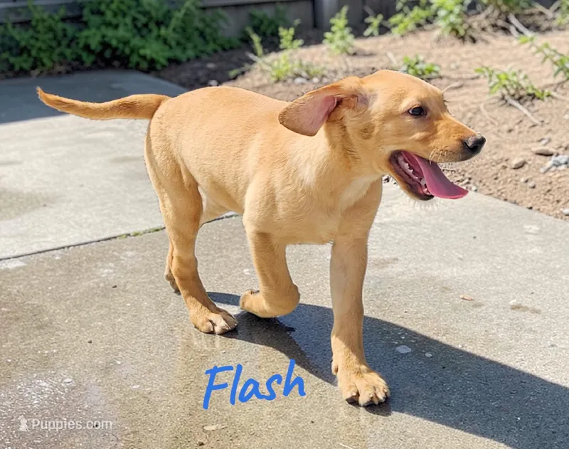 AKC Flash – Labrador Retriever puppy for sale in Neosho, MO