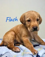 AKC Flash, a male Labrador Retriever for sale in Neosho, MO – Photo 5 of 5
