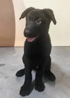 AKC Ivan, a male German Shepherd Dog for sale in Neosho, MO – 2 of 8