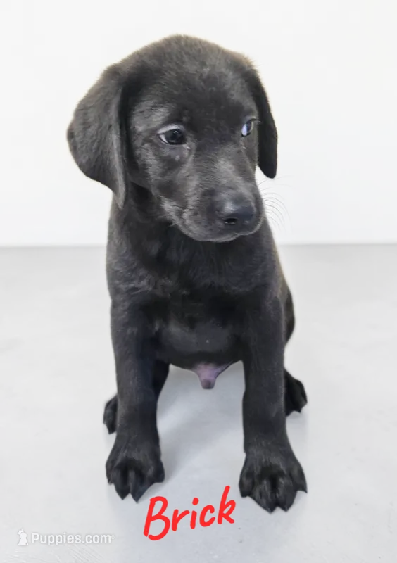 AKC Brick – Labrador Retriever puppy for sale in Neosho, MO
