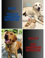 AKC Raj, a male Labrador Retriever for sale in Neosho, MO – 2 of 2