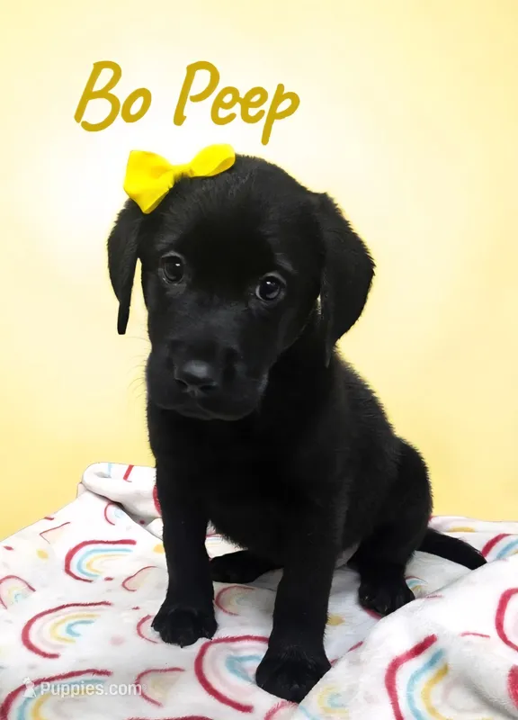 AKC Bo Peep – Labrador Retriever puppy for sale in Neosho, MO