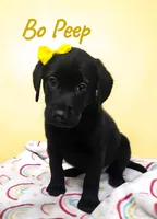 AKC Bo Peep, a female Labrador Retriever for sale in Neosho, MO – 1 of 3