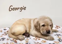 AKC Georgie, a male Labrador Retriever for sale in Neosho, MO – 3 of 4
