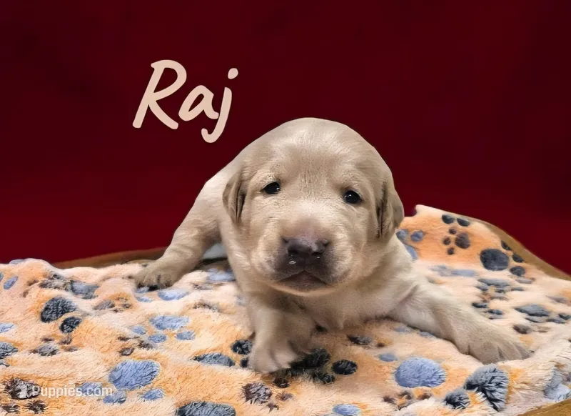 AKC Raj – Labrador Retriever puppy for sale in Neosho, MO