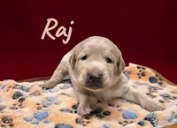 AKC Raj, a male Labrador Retriever for sale in Neosho, MO – 1 of 2